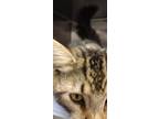 Adopt Soloman a Domestic Mediumhair / Mixed (short coat) cat in Fort Myers
