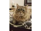 Adopt Ying Allis a Brown Tabby Maine Coon cat in Greensboro, NC (34701504)