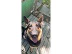 Adopt Orion A Black German Shepherd Dog / Mixed Dog In Georgetown, DE (34701432)
