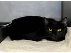 Adopt Cleo a All Black Domestic Shorthair (short coat) cat in Newport