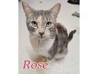 Adopt Rose a Domestic Shorthair / Mixed (short coat) cat in Port Clinton