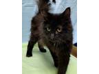 Adopt Rex a Domestic Longhair / Mixed (short coat) cat in Port Clinton