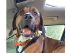 Adopt Bruno Boy A Red/Golden/Orange/Chestnut - With Black Bloodhound / Boxer /