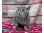 Adopt URGENT on 5/16 DEVORE a Gray, Blue or Silver Tabby Domestic Shorthair
