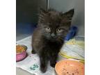 Adopt Antonio a Black (Mostly) Domestic Mediumhair (medium coat) cat in Newport