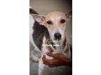 Adopt Wamil a Brown/Chocolate - with White Mixed Breed (Medium) / Whippet dog in
