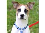 Adopt Jack a Jack Russell Terrier / Mixed dog in Enfield, CT (34701022)