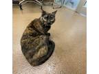 Adopt Zoe a Orange or Red Domestic Shorthair / Mixed cat in Wichita