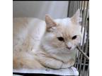 Adopt ARCHIE ★ RESCUED by Purr Partners Feline Rescue a White (Mostly)