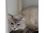 Adopt STERLING ★ RESCUED by Purr Partners Feline Rescue a Gray or Blue