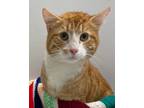 Adopt Tenor a Domestic Mediumhair / Mixed cat in Vancouver, BC (34696588)