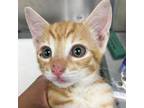 Adopt Ginger a Orange or Red Domestic Shorthair / Mixed cat in Lihue