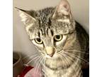 Adopt Julia a Gray or Blue Domestic Shorthair / Mixed cat in Denison