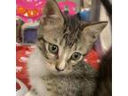 Adopt Sheree a Gray or Blue Domestic Shorthair / Mixed cat in Denison