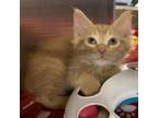 Adopt Sid a Orange or Red Domestic Shorthair / Mixed cat in Denison