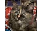 Adopt Sammi a Tortoiseshell Domestic Shorthair / Mixed cat in Denison
