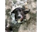 Adopt Annie a Black Mixed Breed (Medium) / Mixed dog in Hopkinton, MA (34698727)