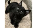 Adopt Perry a All Black Domestic Shorthair / Mixed cat in Denison, TX (34700723)