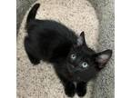 Adopt Dezra a All Black Domestic Shorthair / Mixed cat in Denison, TX (34700722)