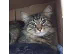 Adopt Jocelyn a Brown or Chocolate Domestic Longhair / Mixed cat in Ballston