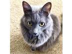 Adopt Basil a Gray or Blue Russian Blue / Mixed (medium coat) cat in Washington