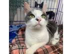 Adopt Crumbleton A Gray Or Blue Domestic Shorthair / Mixed Cat In Bedford