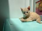 Adopt Tortilla 3519 a Domestic Shorthair / Mixed cat in Bonsall, CA (34700314)
