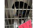 Adopt Dieter - Costa Mesa Location a Black Labrador Retriever / Mixed dog in