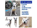 Adopt SUNNY a White Jindo / Shiba Inu / Mixed dog in Agoura Hills, CA (34700110)