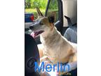 Adopt Merlin a Jack Russell Terrier / Terrier (Unknown Type