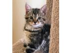 Adopt Summit Kitten a Brown Tabby Maine Coon / Mixed (medium coat) cat in
