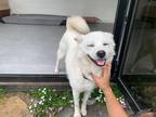 Adopt Hanbyeol a White - with Tan, Yellow or Fawn Jindo / Mixed dog in Toronto