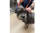 Adopt Amina a Black Terrier (Unknown Type, Small) / Mixed dog in Honolulu
