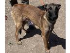 Adopt Beretta a Brown/Chocolate - with Black Belgian Malinois / Mixed dog in