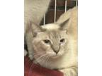 Adopt Penelope a Cream or Ivory Siamese (short coat) cat in Mesa, AZ (34699962)