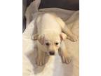 Adopt Chloey a White Great Pyrenees / Labrador Retriever / Mixed dog in Grand
