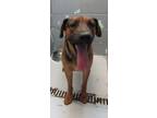 Adopt 80878 A Black German Shepherd Dog Dog In Nogales, AZ (34699735)