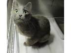 Adopt 80876 A Gray Or Blue Domestic Shorthair (short Coat) Cat In Nogales