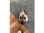Adopt Shenzi a Brindle Terrier (Unknown Type, Medium) / Terrier (Unknown Type