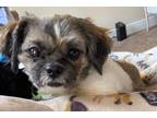 Adopt Kelly a Brown/Chocolate - with White Shih Tzu / Mixed dog in Grand Bay