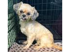 Adopt Susie a Tan/Yellow/Fawn Shih Tzu / Mixed dog in Grand Bay, AL (34699783)