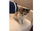 Adopt Mimi (Mom and 2 kittens) a Calico or Dilute Calico Domestic Longhair cat