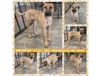 Adopt WINCHESTER A Brown/Chocolate - With Black Black Mouth Cur / Great Dane Dog