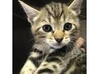 Adopt 220517F098 a Brown or Chocolate American Shorthair / Mixed cat in