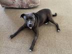 Adopt Charli a Black American Pit Bull Terrier / Mixed dog in Columbia