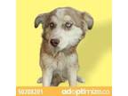 Adopt 50208201 a White Husky / Mixed dog in El Paso, TX (34699541)