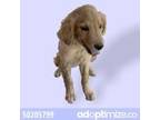 Adopt 50205799 a Brown/Chocolate Golden Retriever / Mixed dog in El Paso
