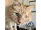 Adopt Casey a Orange or Red Domestic Longhair / Maine Coon / Mixed cat in Fort