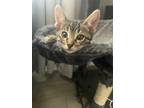 Adopt Fritos a Brown Tabby Domestic Shorthair cat in Tucson, AZ (34697011)