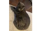 Adopt Lizzy a Black (Mostly) Russian Blue / Mixed (short coat) cat in Anoka